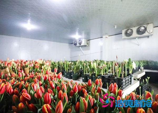 花卉冷庫安裝預(yù)算造價多少錢？-浩爽制冷