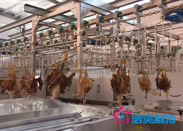 肉雞屠宰之后需要直接入速凍庫嗎？-浩爽制冷